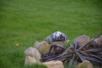 /album/kaninchen-info/dsc-4434-jpg/