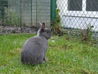 /album/kaninchen-info/sam-1871-jpg/