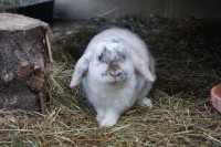 /album/kaninchen-info/dsc06356-jpg/