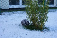 /album/kaninchen-info/dsc06413-jpg/