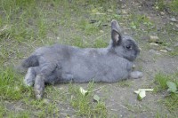 /album/kaninchen-info/dsc1473-jpg/