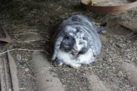 /album/kaninchen-info/dsc1470-jpg/