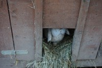 /album/kaninchen-info/dsc06296-jpg/