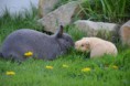 /album/hoppels/dsc-4278-jpg/